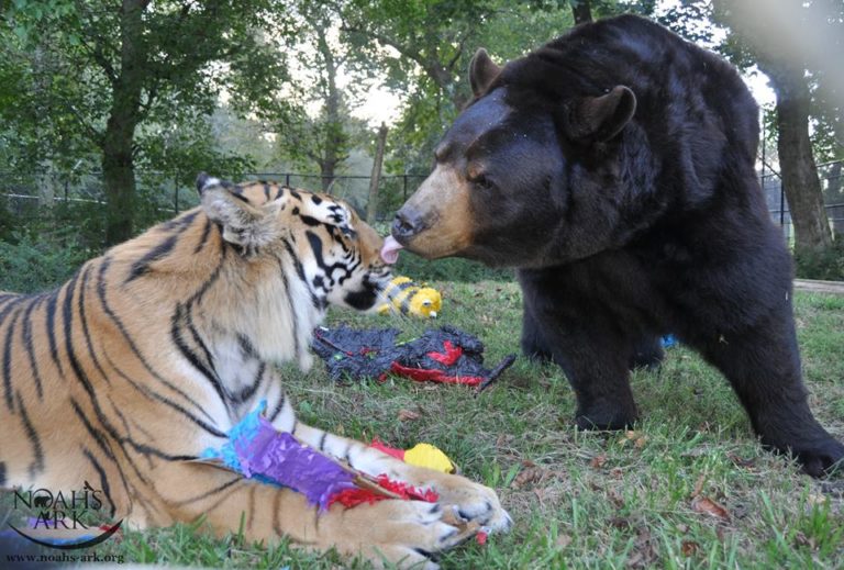 lion-tiger-and-bear-were-rescued-as-cubs-and-now-they-are-best-friends-02