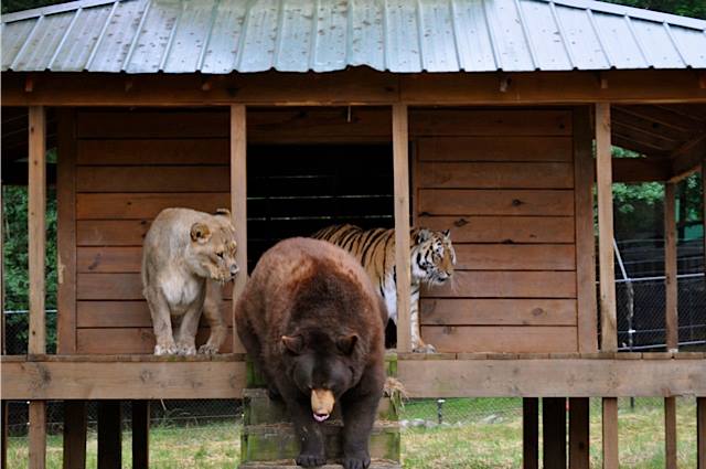 lion-tiger-and-bear-were-rescued-as-cubs-and-now-they-are-best-friends-03