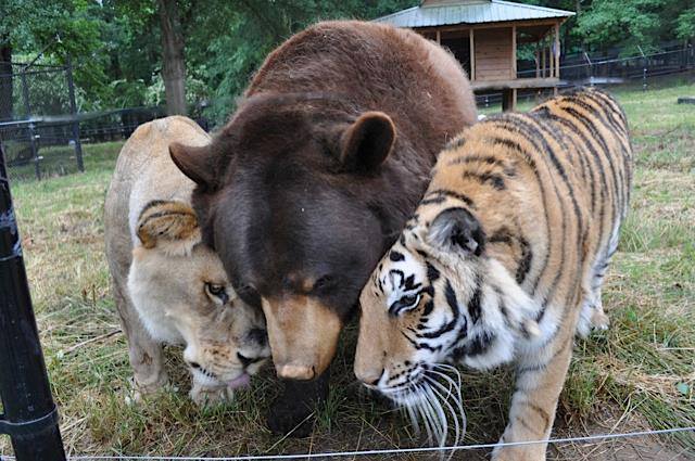 lion-tiger-and-bear-were-rescued-as-cubs-and-now-they-are-best-friends-04