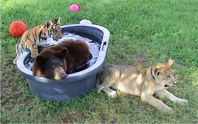 lion-tiger-and-bear-were-rescued-as-cubs-and-now-they-are-best-friends-05