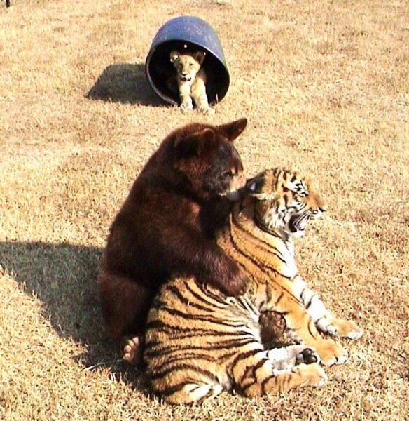 lion-tiger-and-bear-were-rescued-as-cubs-and-now-they-are-best-friends-06