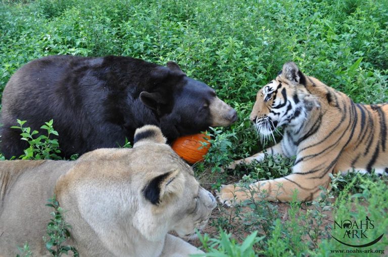 lion-tiger-and-bear-were-rescued-as-cubs-and-now-they-are-best-friends-07