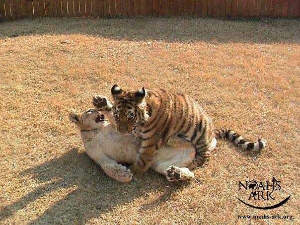 lion-tiger-and-bear-were-rescued-as-cubs-and-now-they-are-best-friends-08