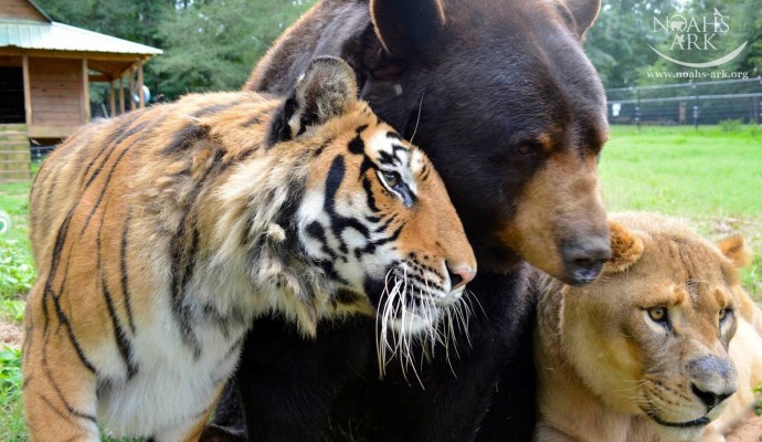 lion-tiger-and-bear-were-rescued-as-cubs-and-now-they-are-best-friends-09