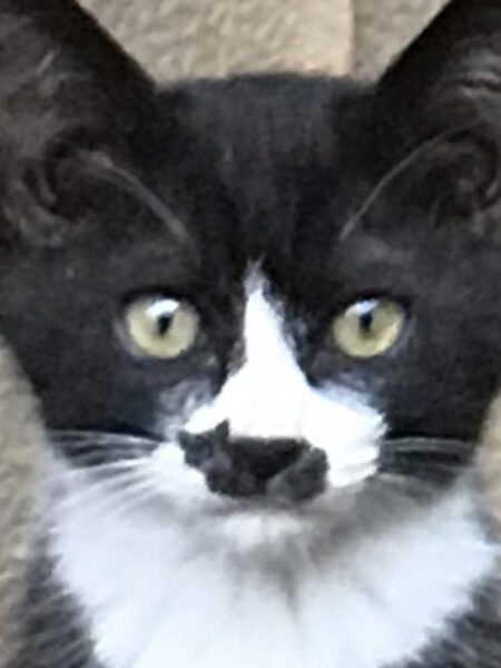 this-cat-has-a-mark-on-his-face-that-looks-just-like-a-tiny-cat-04